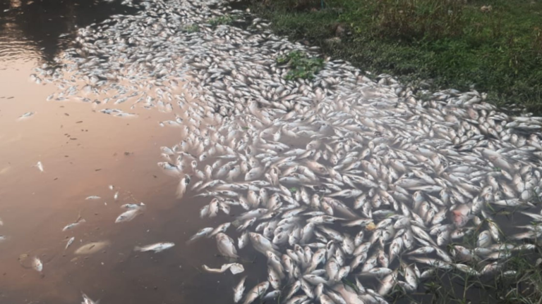 Pune’s Mula-Mutha River Choked by Pollution: Thousands of Dead Fish Raise Alarm