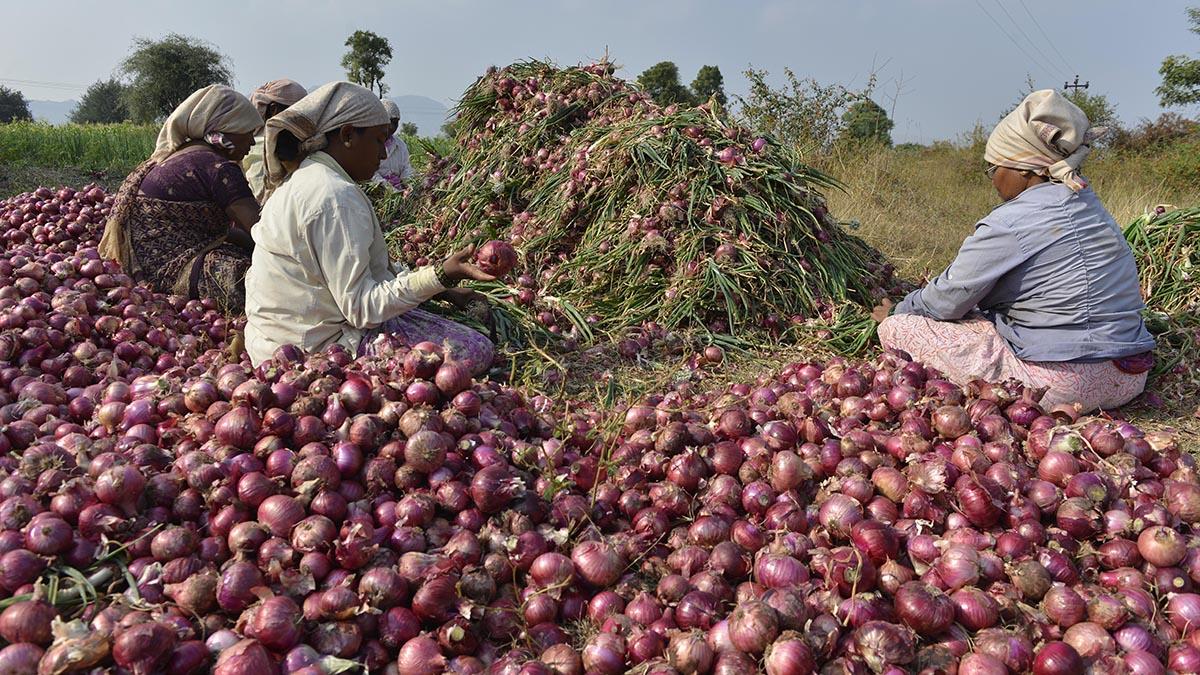 Maharashtra’s Onion Farmers Turn to Crop...