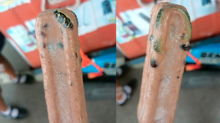 Food Safety Alert: Snake Found Frozen in Ice Cream Bar Sparks Public Health Concerns