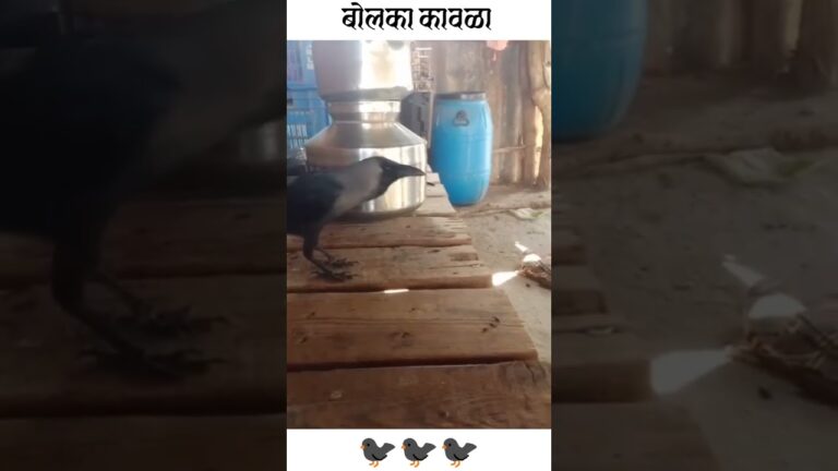 “काका, बरं का!” – Palghar’s Talking Crow Wins Hearts and the Internet