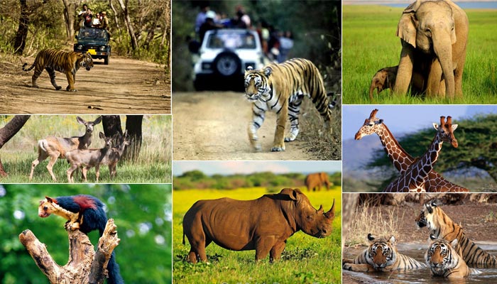 Wildlife Rescue Centre to Begin Construction Near Jewar Airport Site in May