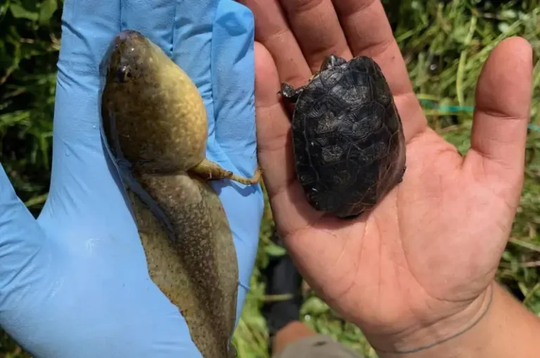 Native Turtles Make a Comeback in Yosemite After Bullfrog Removal