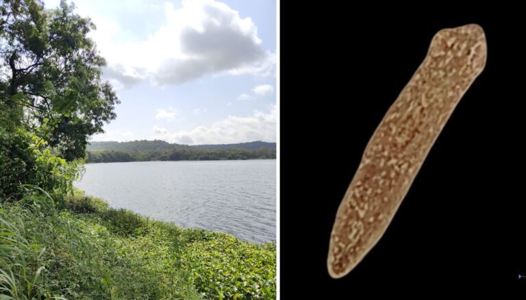 New Species ‘Dugesia punensis’ Discovered in Pune’s Pashan Lake — First Indian Planarian Species Identified in Four Decades