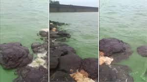 Water in Pune’s Bhatghar Dam Turns Green