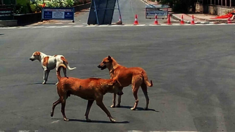 Supreme Court Orders Complete Removal of Stray Dogs from Delhi-NCR in 8 Weeks