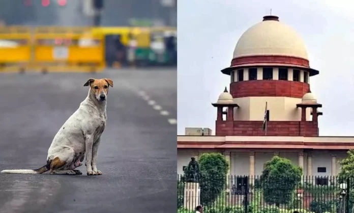 Supreme Court Modifies Delhi Stray Dog Order