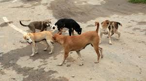 India Home to 1.53 Crore Stray Dogs; SC’s Delhi-NCR Order Sparks National Debate